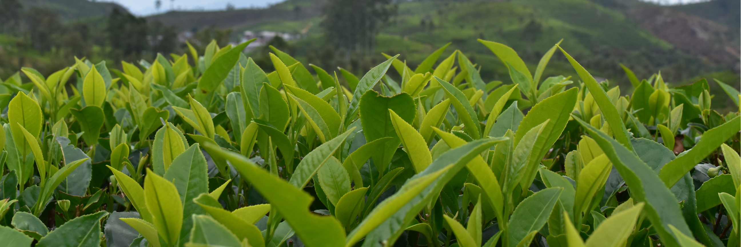 How to Drink Tea Sustainably