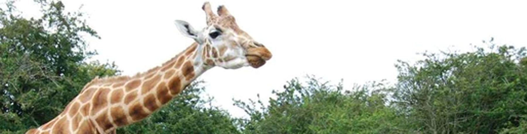 #TeaBreaks - Port Lympne Wild Life Park