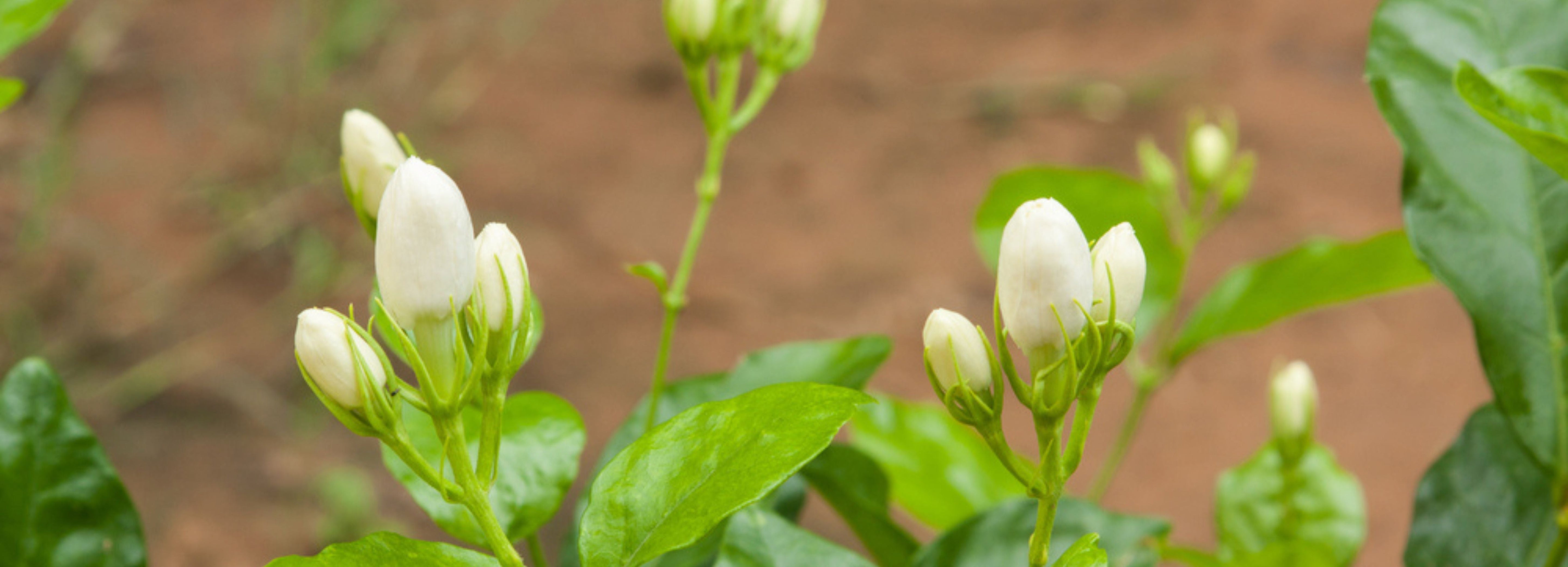 What is Jasmine Tea?