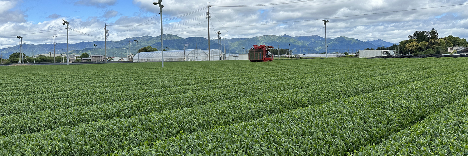 Sourcing Matcha: Tea Travels to Japan