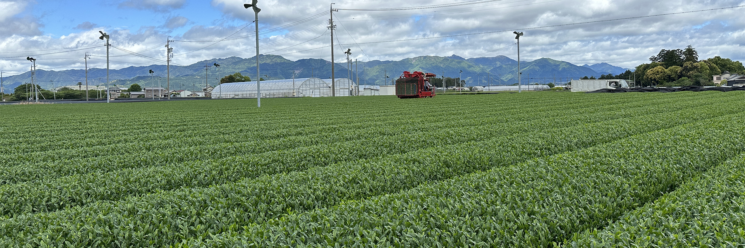 Sourcing Matcha: Tea Travels to Japan