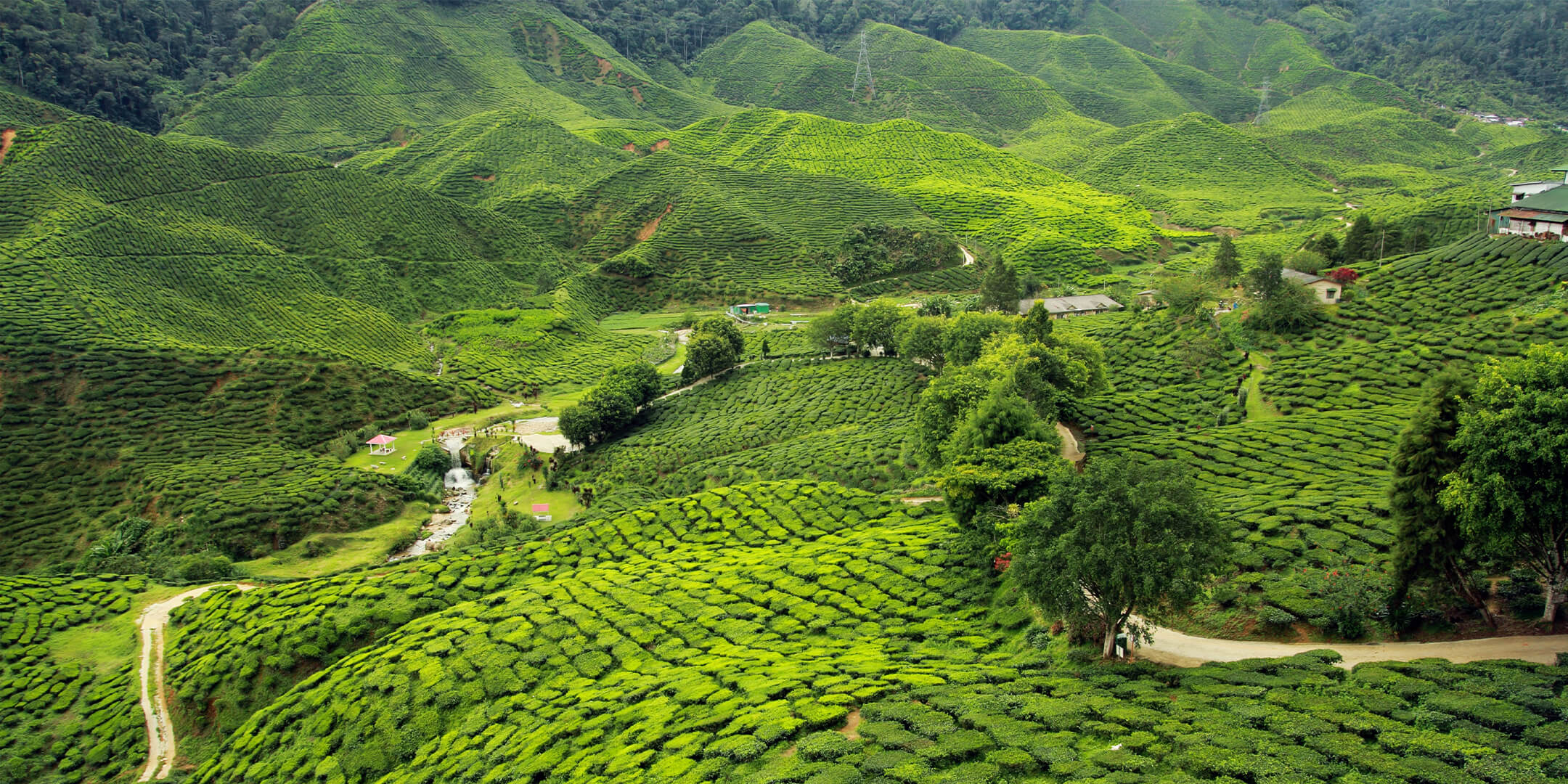 Darjeeling Tea Garden hero banner